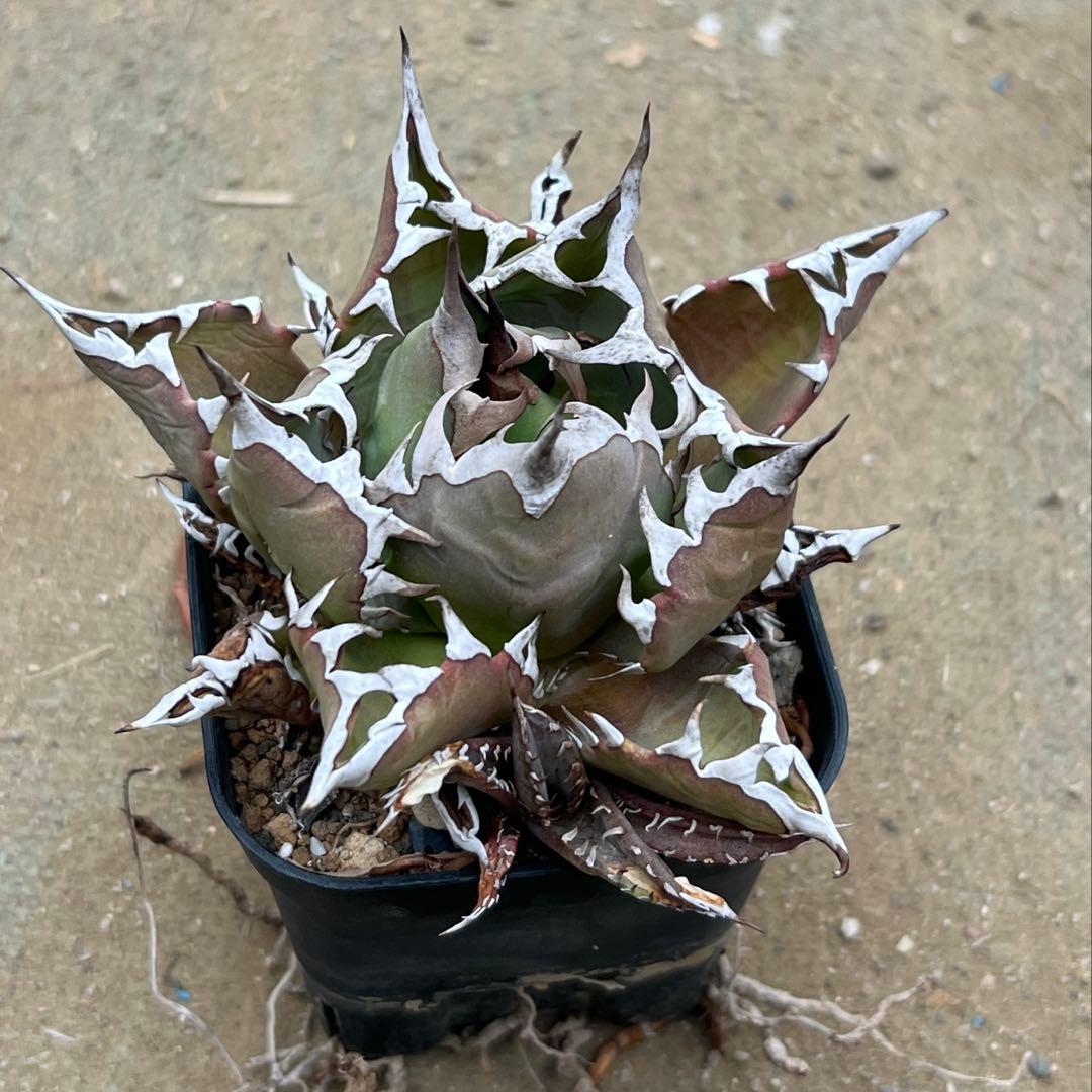 アガベ　チタノタ　農大　国産　活着済