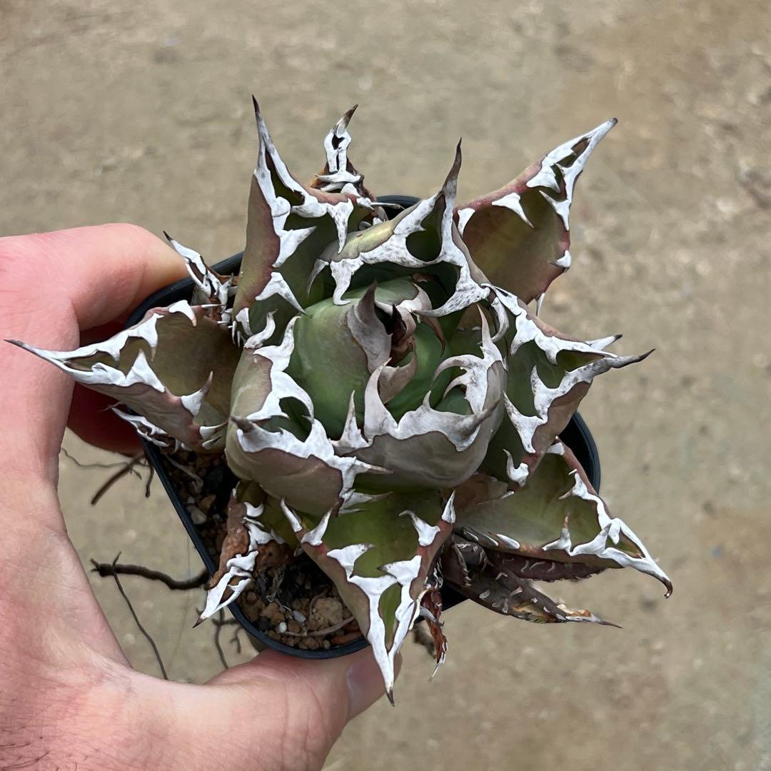 アガベ　チタノタ　農大　国産　活着済