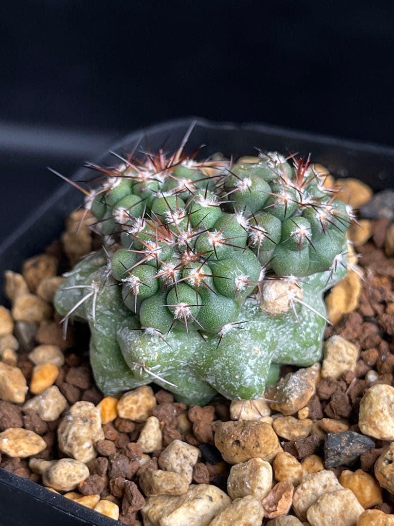 EMP コピアポア 黒王丸×竜爪玉 群生 実生 / CT37