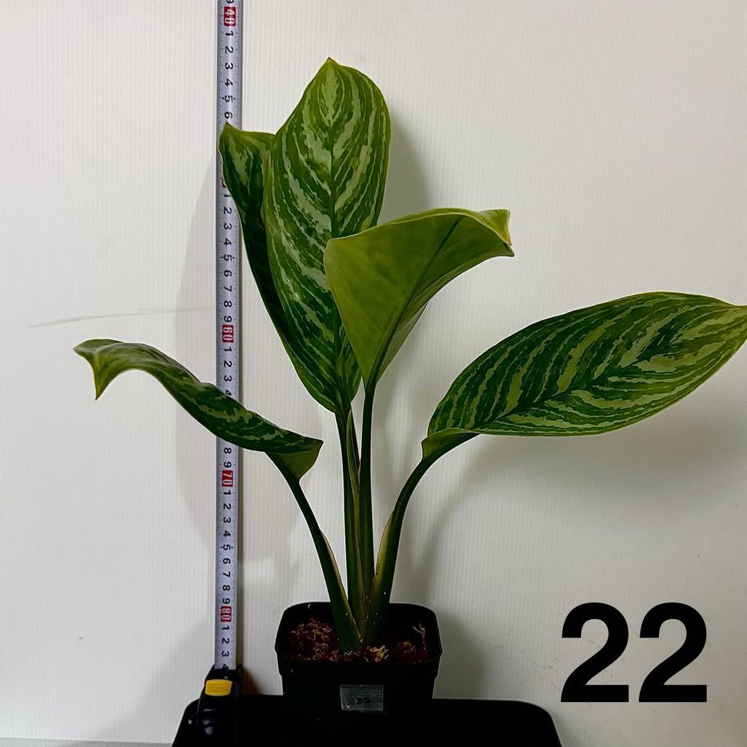 アグラオネマ ニティドゥム カーティシー 観葉植物 LEON レオン 22