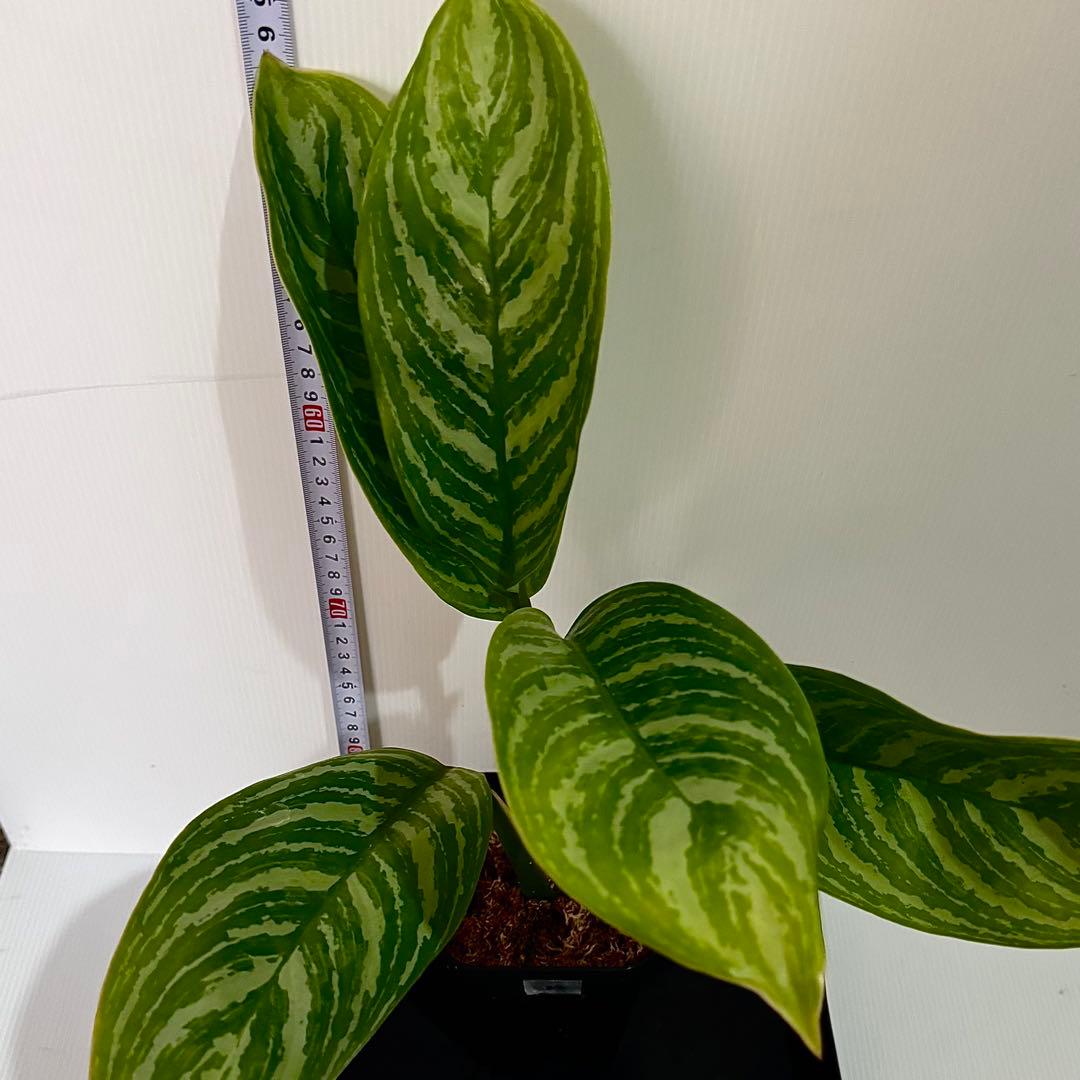 アグラオネマ ニティドゥム カーティシー 観葉植物 LEON レオン 22
