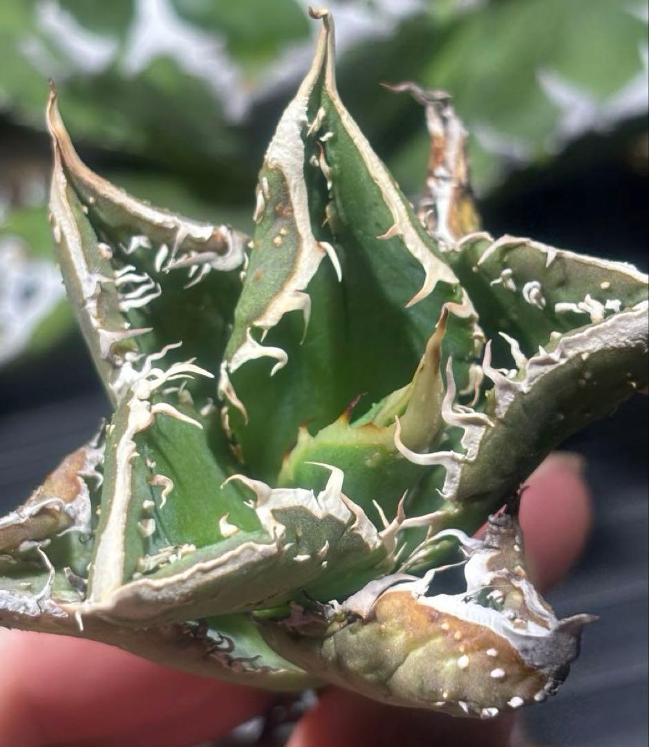 特出！アガベチタノタ金蟾王（極上株）超S級最高級品種大量ブツブツsuper良形！