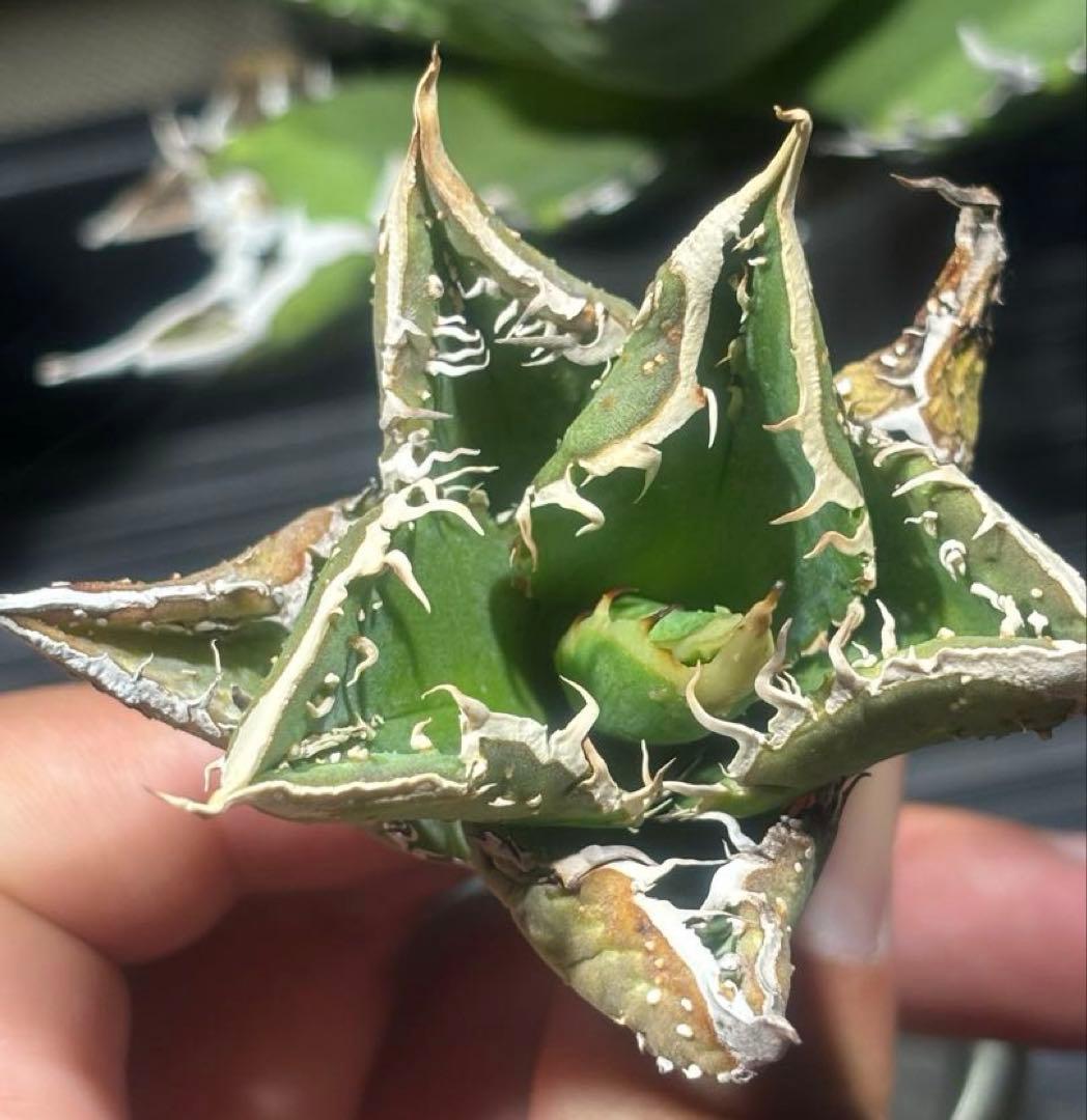 特出！アガベチタノタ金蟾王（極上株）超S級最高級品種大量ブツブツsuper良形！