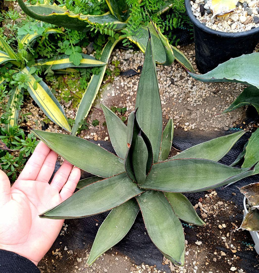 アガベ　シャークスキン　中斑　パリー　パラサナ　モンタナ　ハイブリッドアガベ