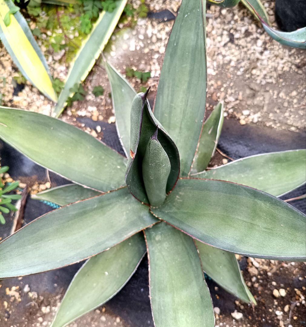 アガベ　シャークスキン　中斑　パリー　パラサナ　モンタナ　ハイブリッドアガベ