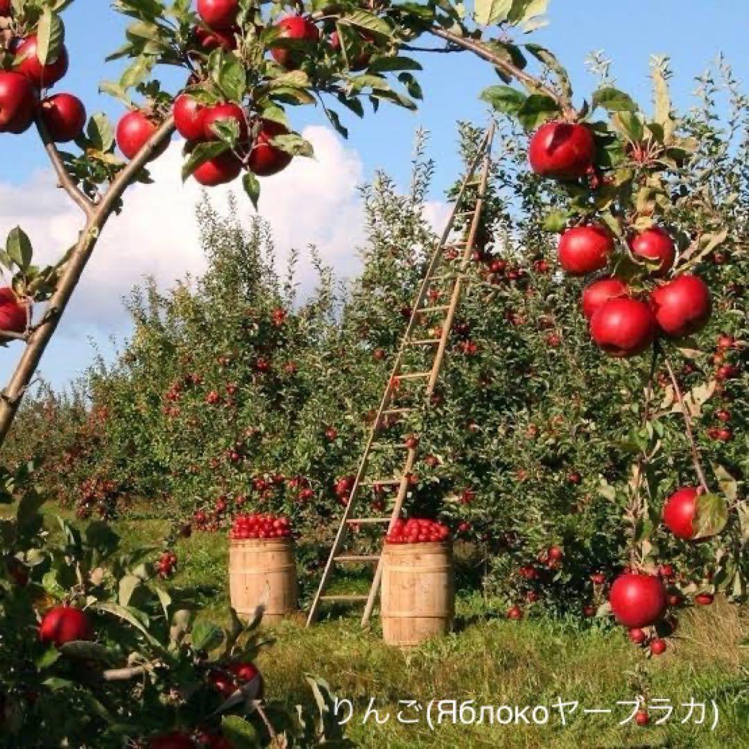 クリスマスセール♪ロシア雑貨☆冬マトリョーシカ3P『りんご ヤーブラカ』オリガ作