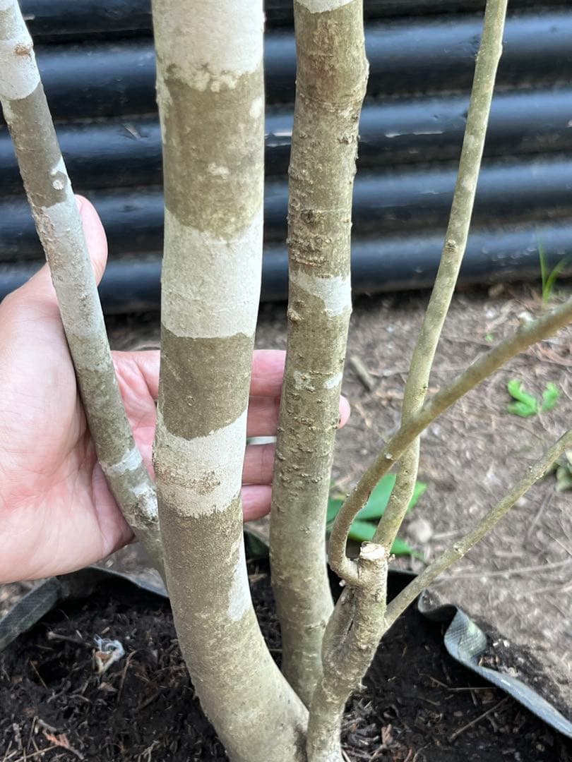 山採り天然　アオダモ　4本立ち　100