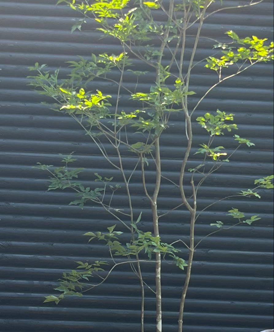 山採り天然　アオダモ　4本立ち　100