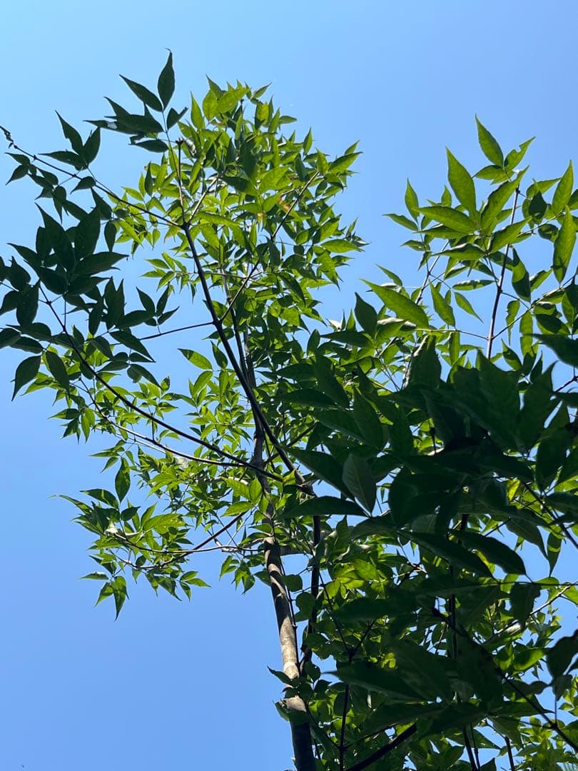 山採り天然　アオダモ　4本立ち　100