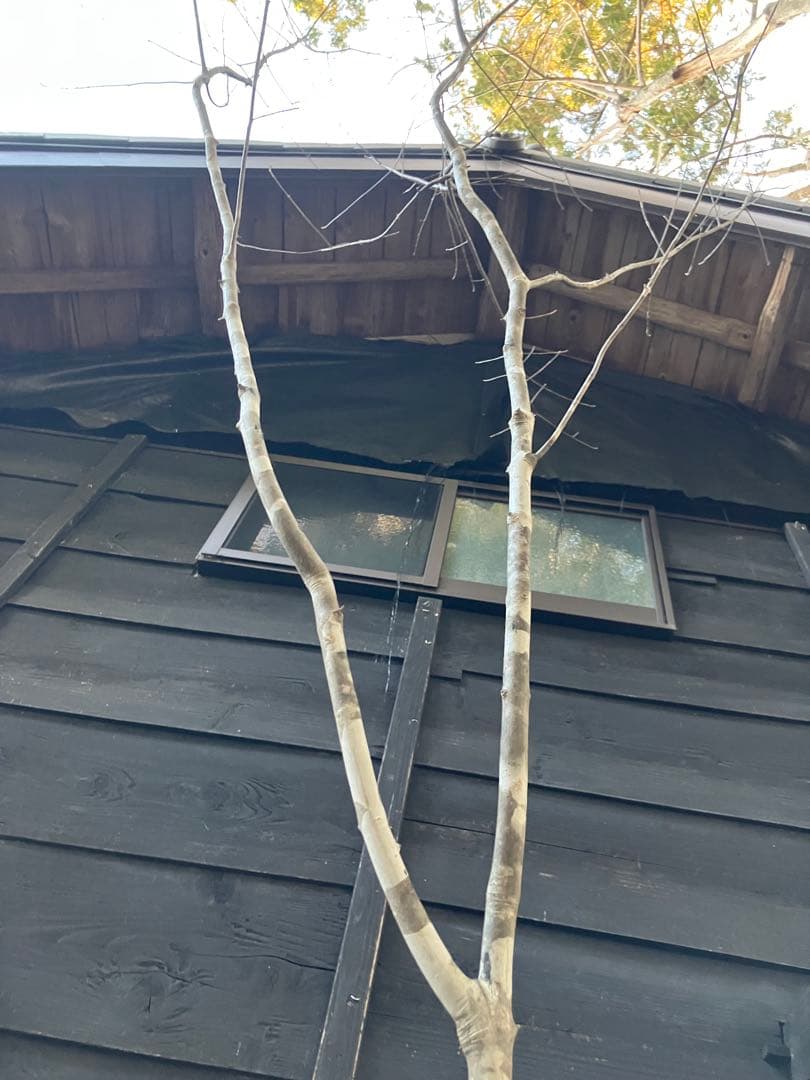 82 山採り　アオダモ