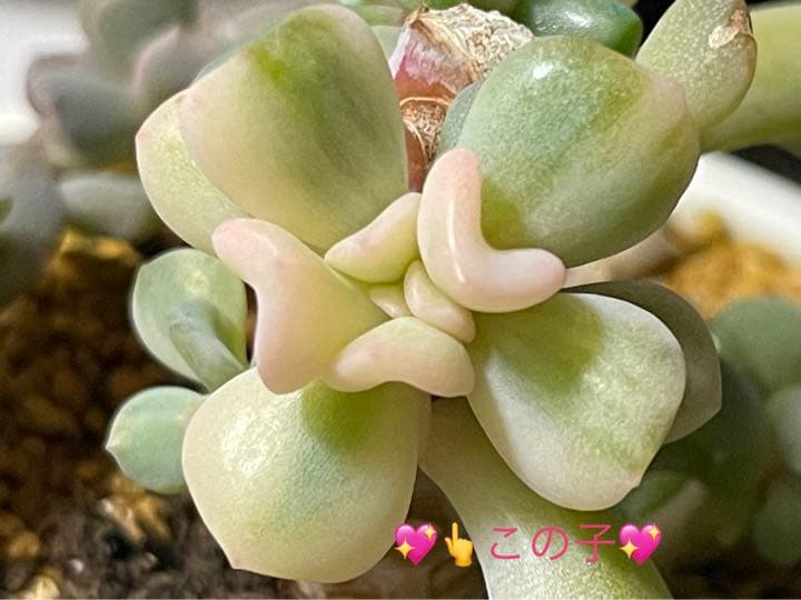 ❤️専用❤️⑥✨メルカリ便✨❤️キュービックフロスティ錦❤️カット♪