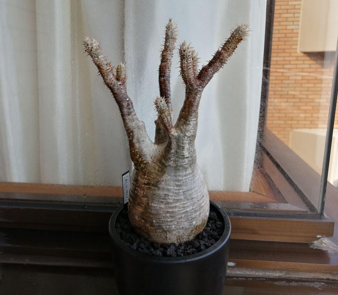 グラキリス現地球 ✮週末セール✮2500円引き