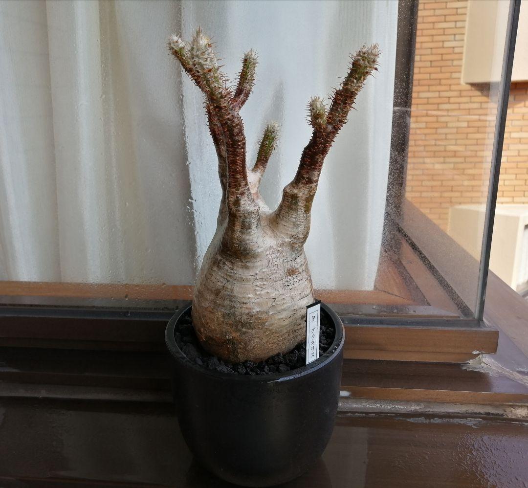 グラキリス現地球 ✮週末セール✮2500円引き