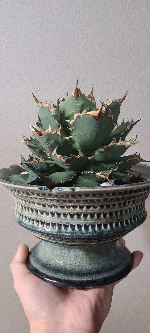 [一週間最終値下げ]アガベ チタノタ ドワーフ 大株