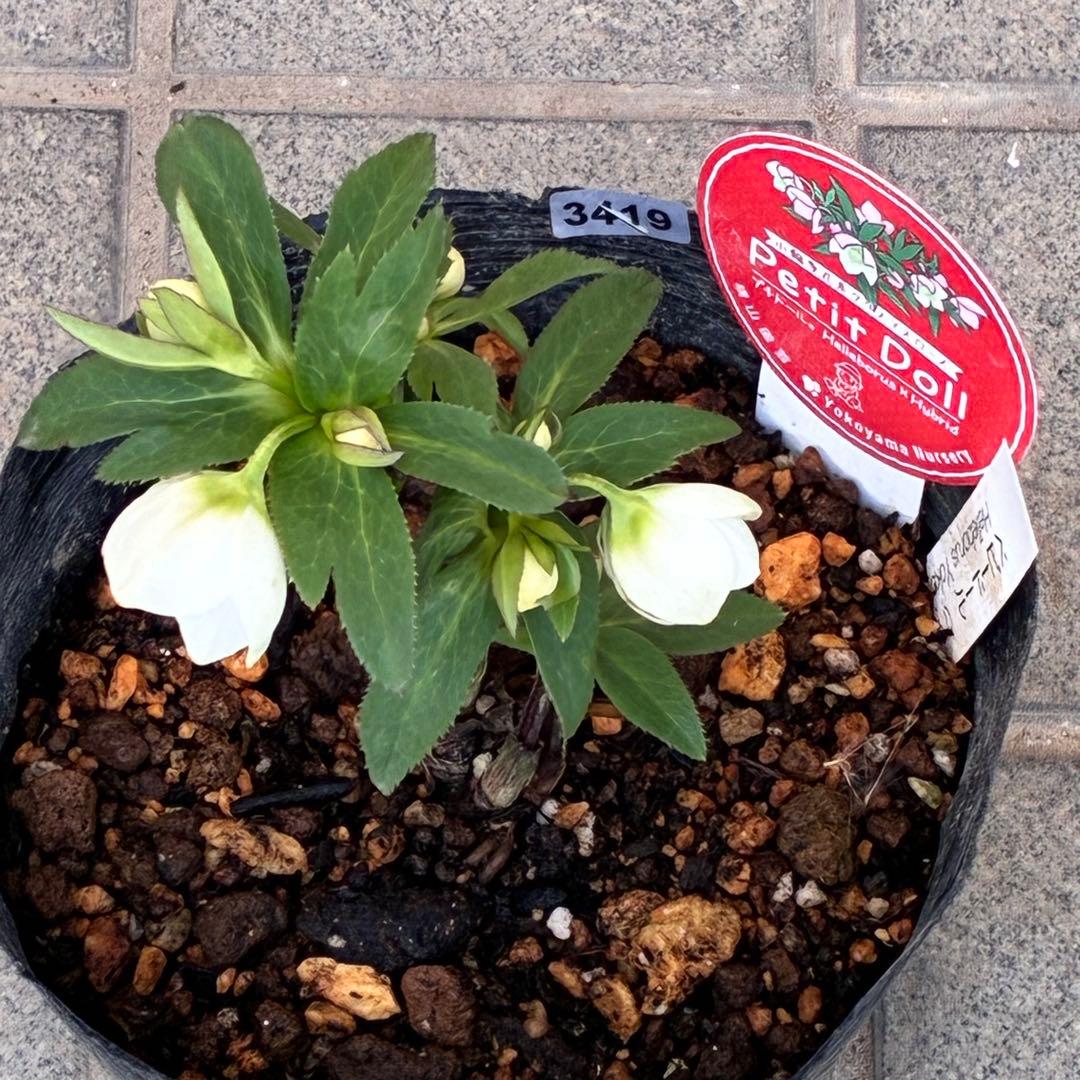 も*子様 3419 ☘️ラスト2☘️花、タグ付☘️⭐️ベビードール⭐️超小輪⭐️