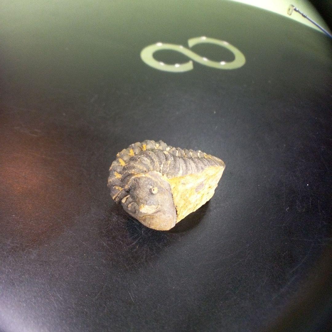 三葉虫　化石　fossil　海　ボリビア産　trilobite　海生動物判別⑪