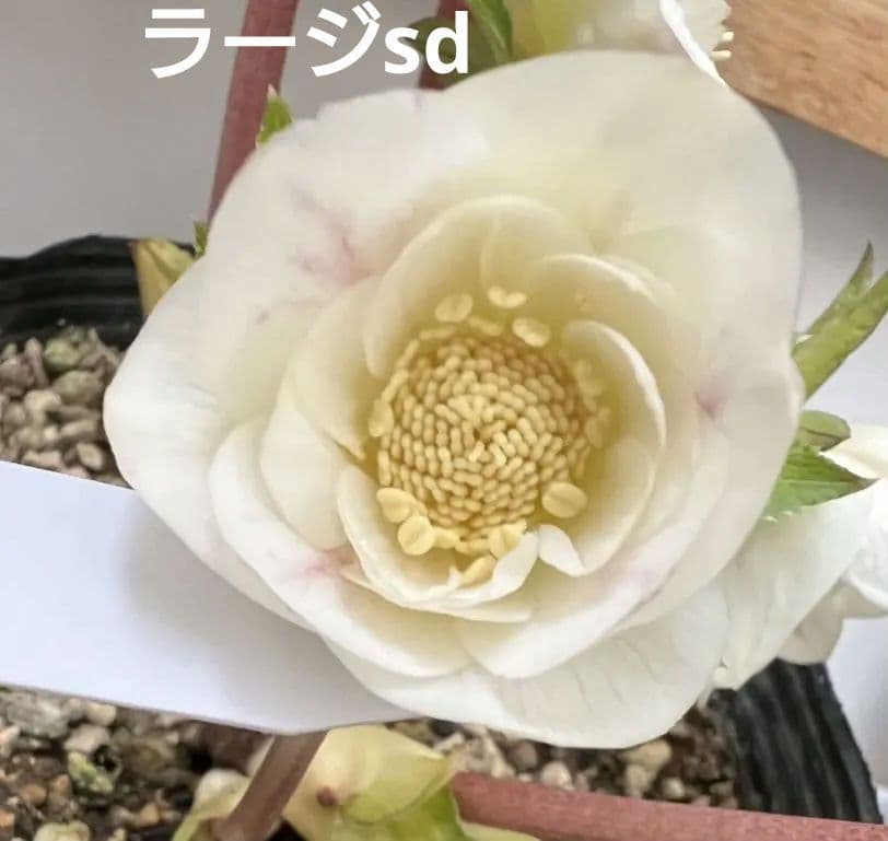 クリスマスローズ苗　プリマヴェーラホワイトゴールド　ラージsd　星型に開くタイプ
