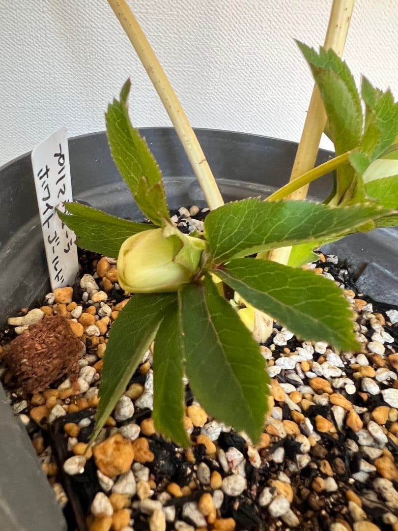 クリスマスローズ苗　プリマヴェーラホワイトゴールド　ラージsd　星型に開くタイプ