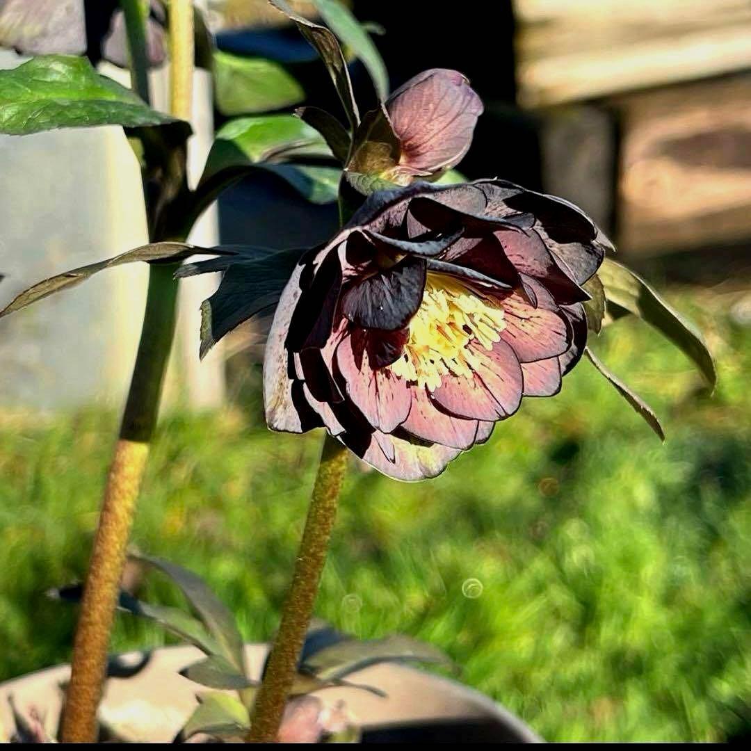 の*ん様 ☘️極上☘️蕾付き☘️タグ付き☘️3385⭐️TINKERBELL H