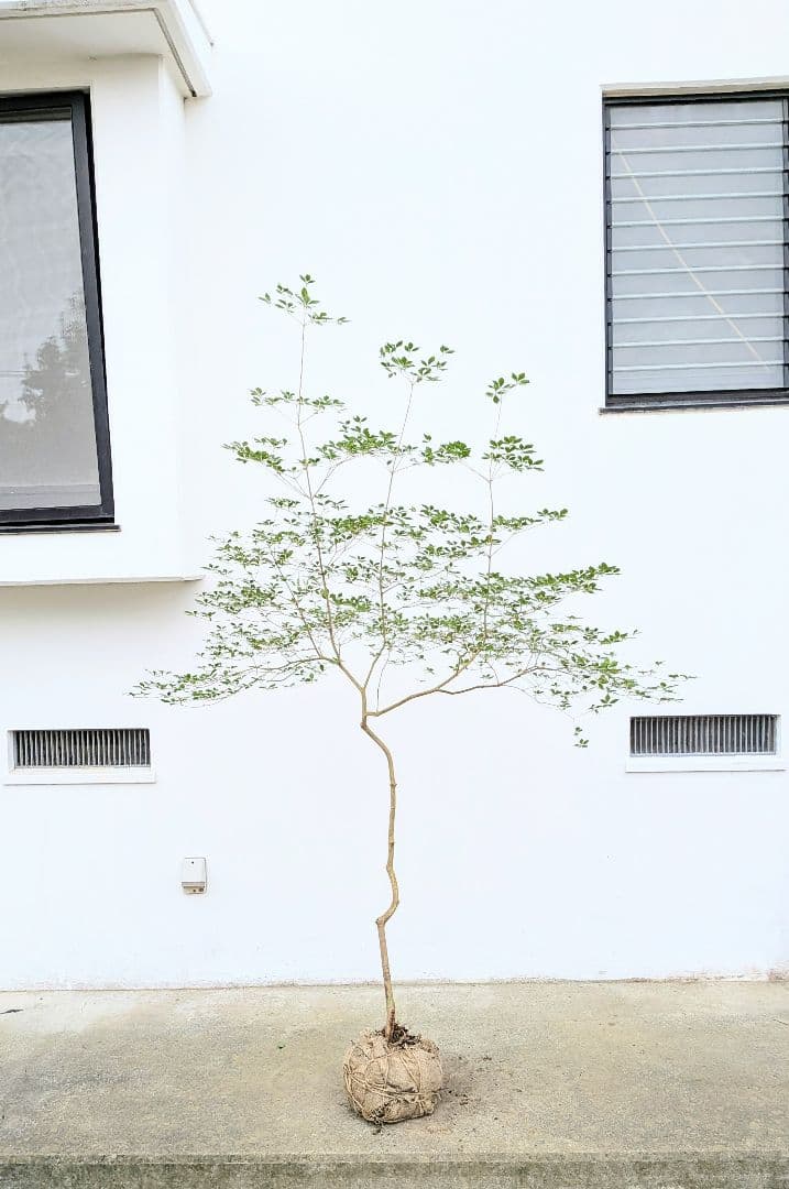 唯一。山採りドウダンツツジ。