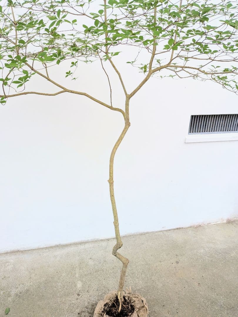 唯一。山採りドウダンツツジ。