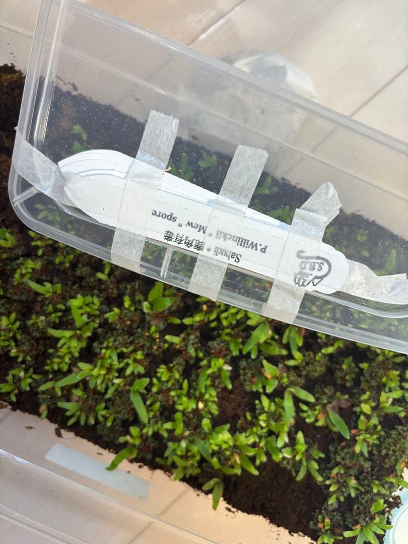 mew spore 胞子体20株＋発芽していない前葉体＋タグ
