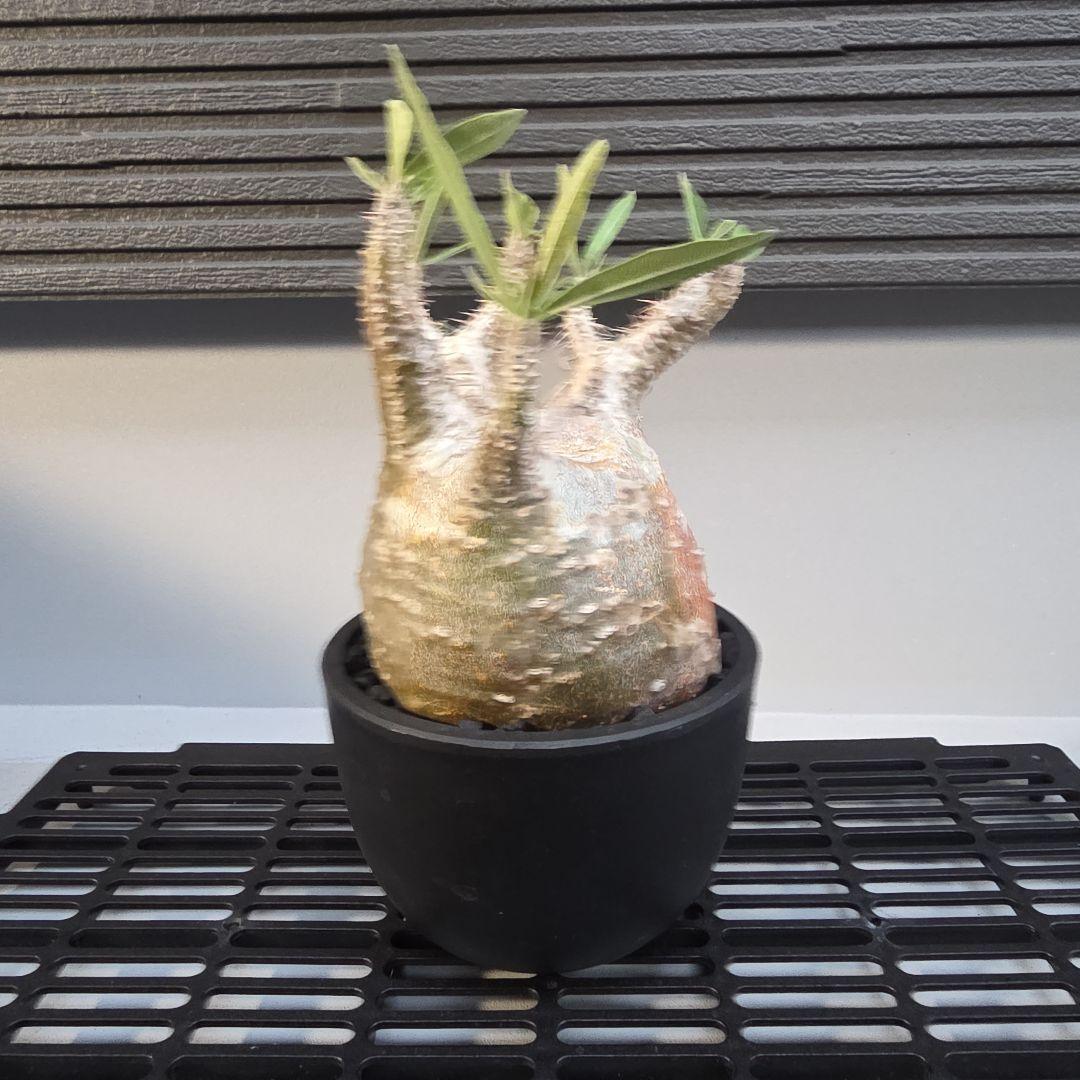 パキポディウムグラキリス コンパクトサイズ 手乗り 塊根植物