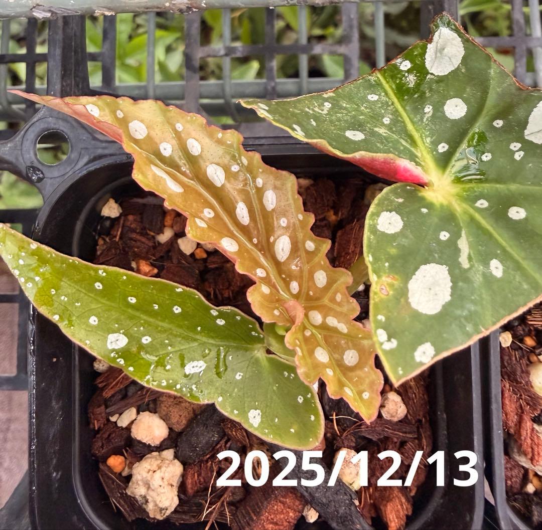 【希少】発根済 挿し木苗 ベゴニア マクラータ 斑入り