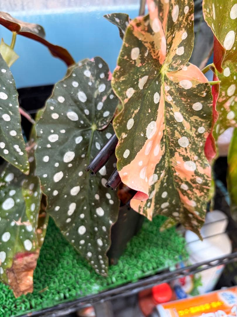 【希少】発根済 挿し木苗 ベゴニア マクラータ 斑入り