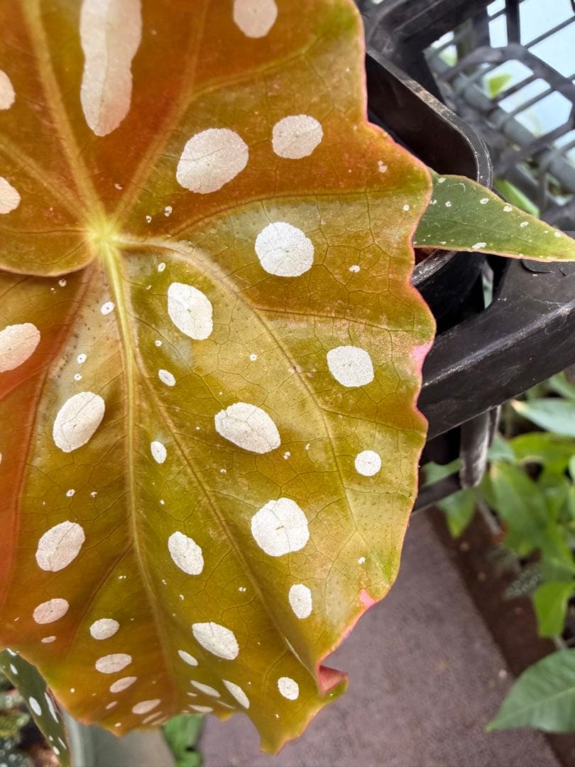 【希少】発根済 挿し木苗 ベゴニア マクラータ 斑入り