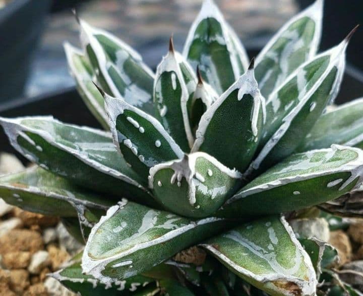 お*そ様 アガベ　名峰富士　仔株【希少　選抜】検索　ロウルサンコ　姫笹の雪　極姫