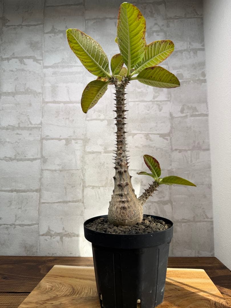 パキポディウム　ウィンゾリー　発根済み