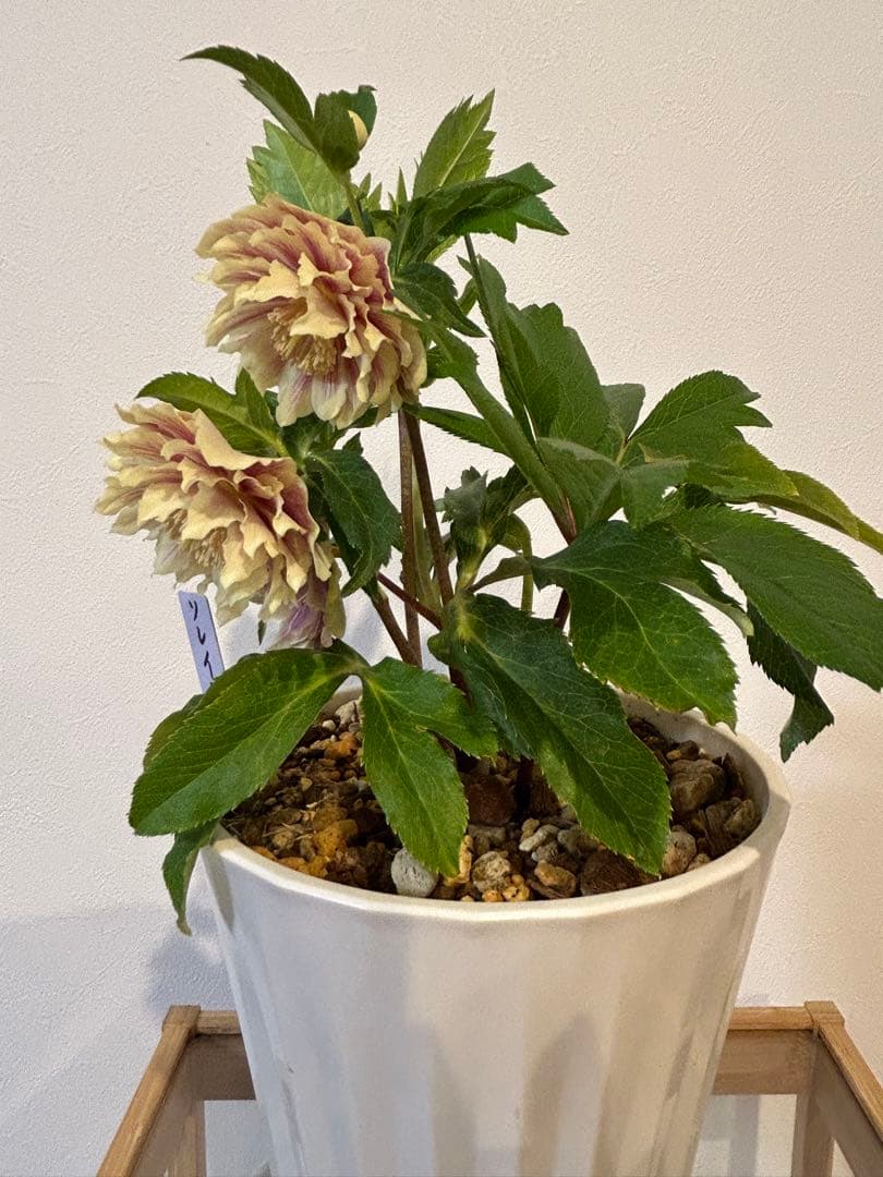 衛*様 クリスマスローズ開花株　ソレイユ　認定札付き