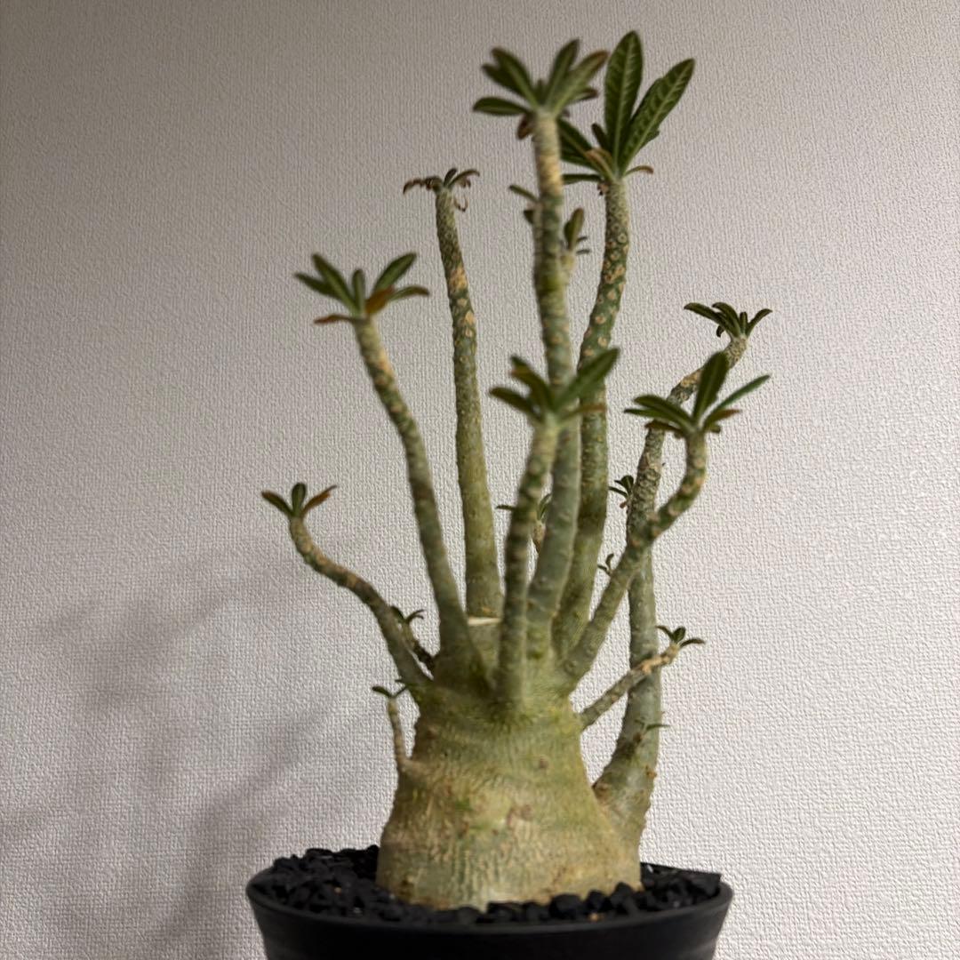 ドルステニアギガス dorstenia gigas 塊根植物