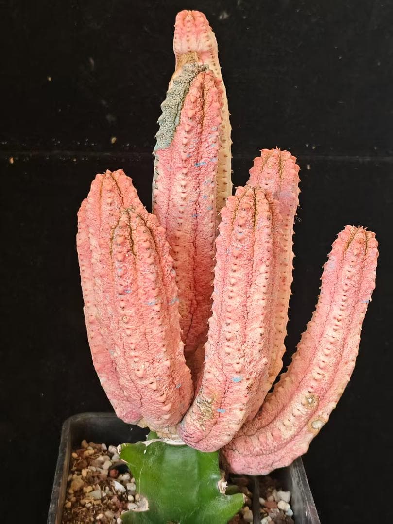 空*豆様 ユーフォルビア アブデルクリ 'Damask' 多肉植物 サボテン 塊