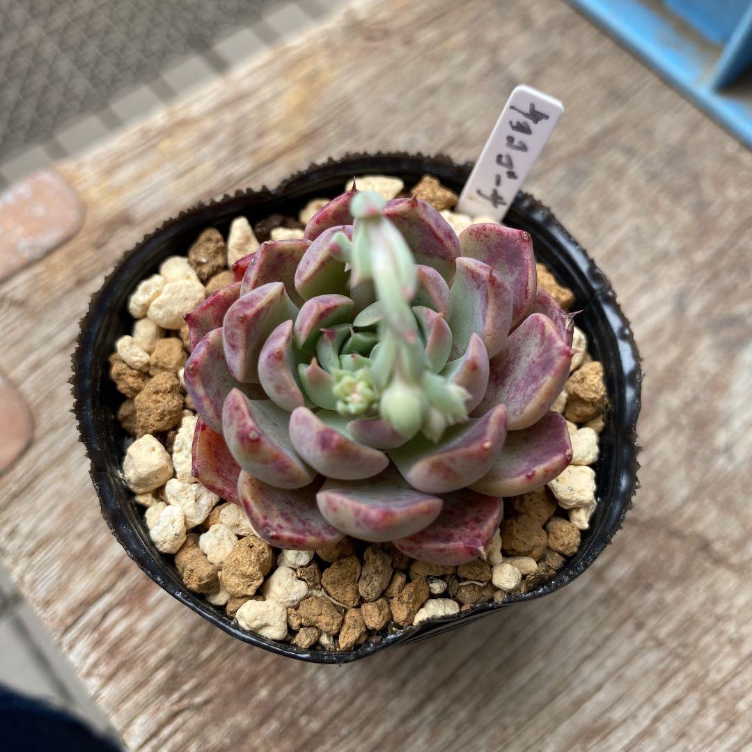 GWセール　多肉植物　チョコゴーサ　韓国苗