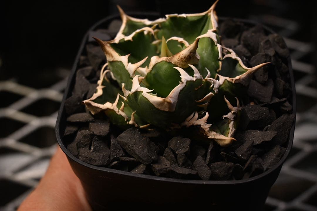 【現物出品】アガベ　チタノタ　エクストラホワイトソーン