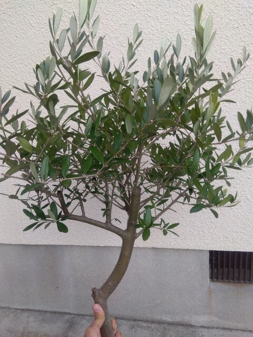 オリーブ　創樹　souju　ルッカ　8号鉢つき 幹太❗　⑧
