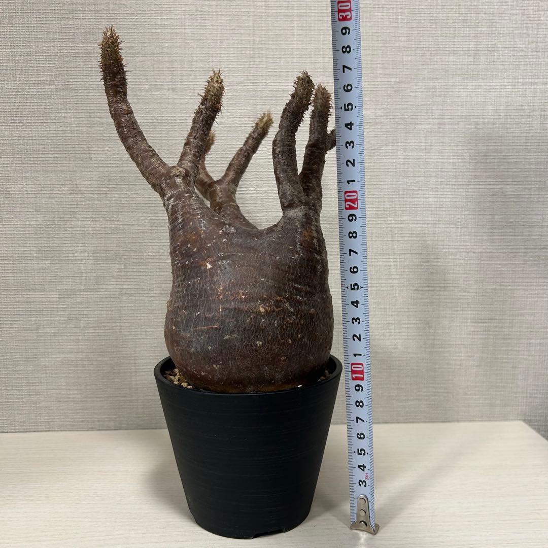 【赤肌】パキポディウム・グラキリス② 発根済み　現地球