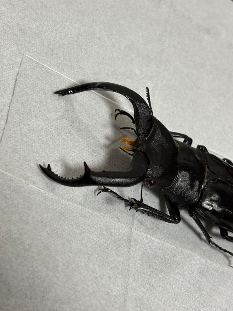 ※希少大型　ムニスゼッチフタマタクワガタ♂ 標本