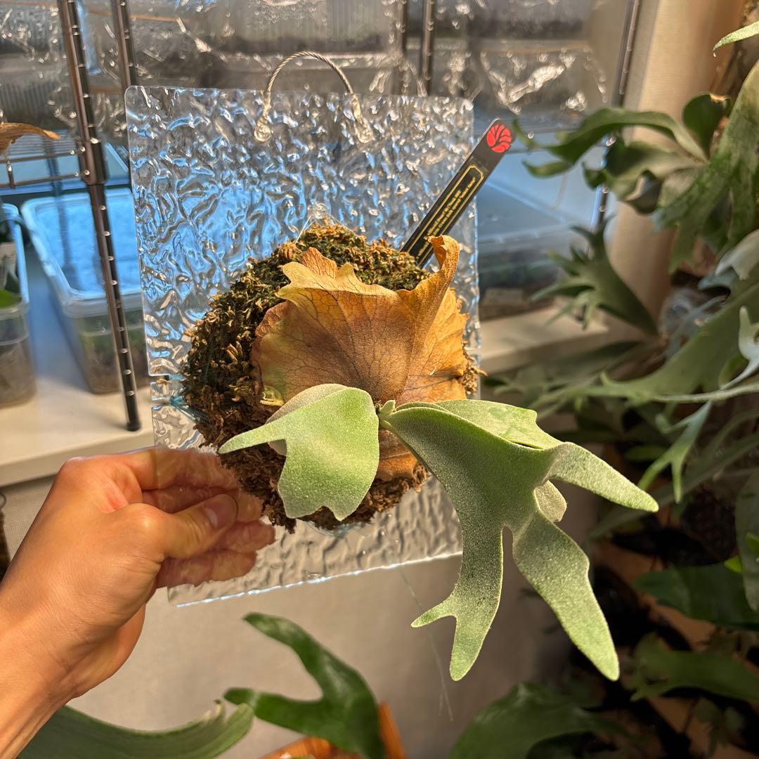 レアdwarf nook#03 × little crown mix spore