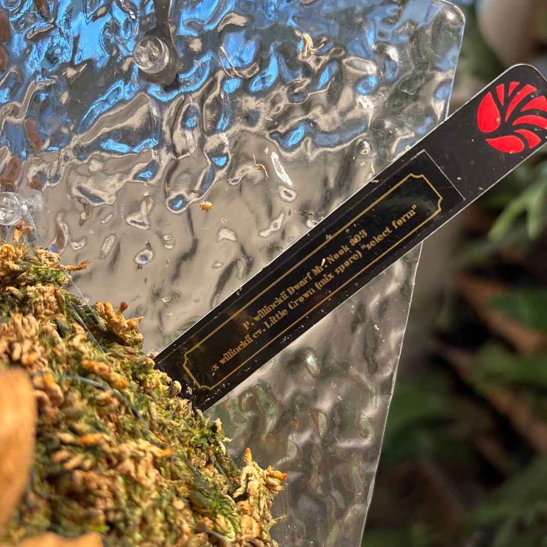 レアdwarf nook#03 × little crown mix spore