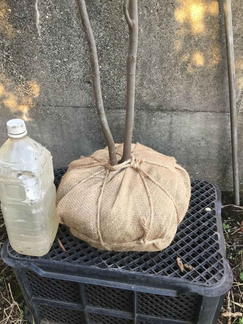 ハイノキ　１５０センチ