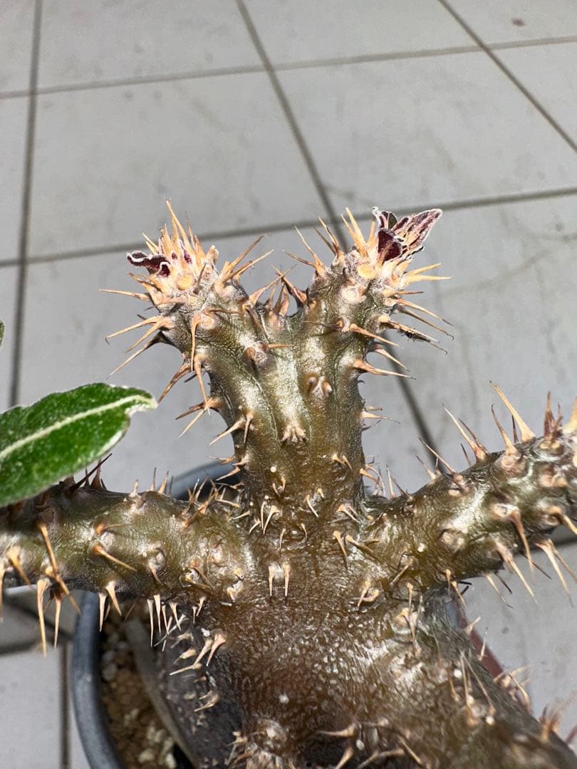 パキポディウム　グラキリス　現地球　綴化