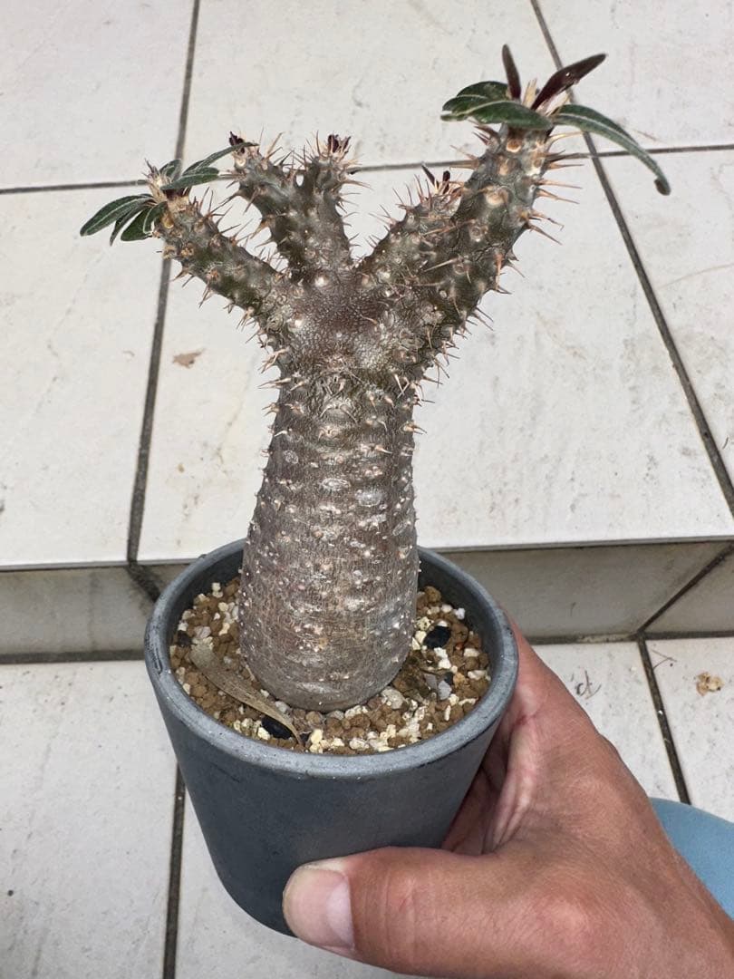 パキポディウム　グラキリス　現地球　綴化