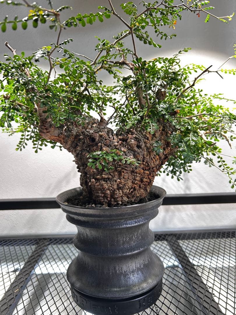 【発根済】オペルクリカリア　パキプス