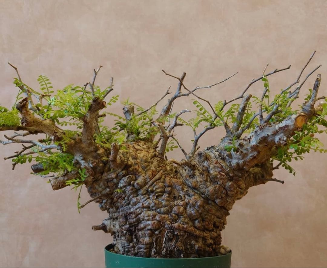 【発根済】オペルクリカリア　パキプス