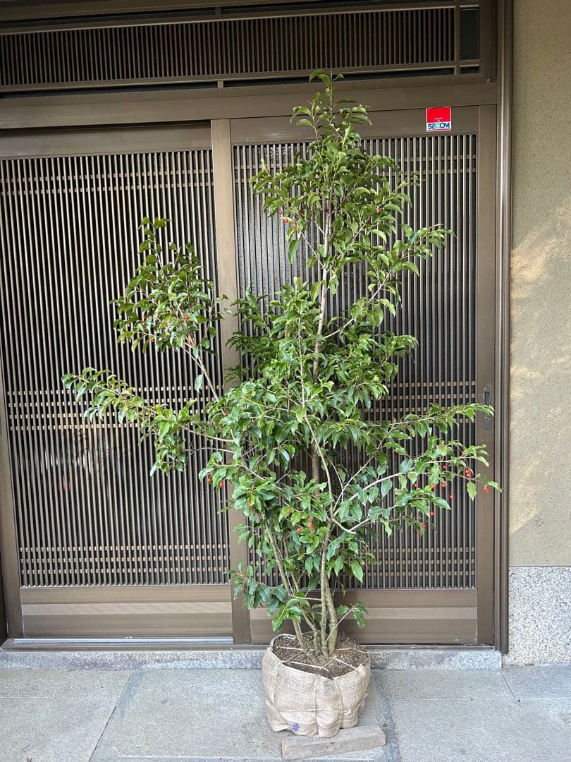 人気の常緑樹　ソヨゴ　雌株　高さ約1.9m 鉢底 ボリューム株　ダイナミック樹形