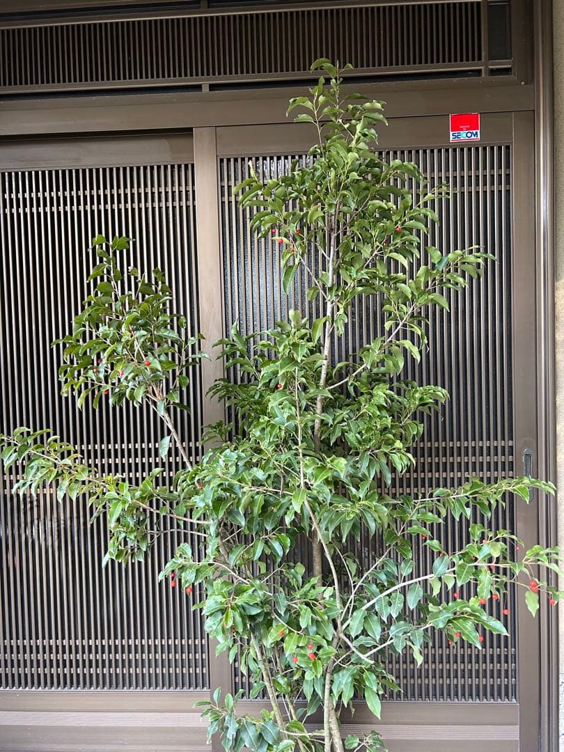 人気の常緑樹　ソヨゴ　雌株　高さ約1.9m 鉢底 ボリューム株　ダイナミック樹形