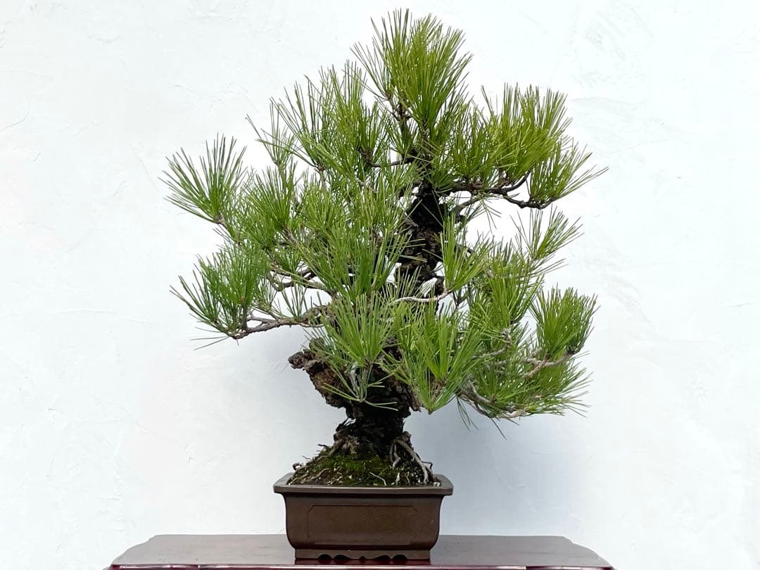 三河盆栽　錦松　ニシキマツ　盆栽　極太　古木